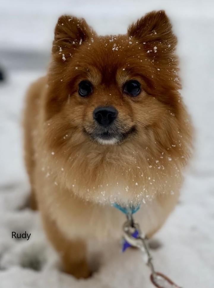 Enlarge Rudy, a ADOPTABLE Pomeranian in Prince Frederick, MD image 3/4