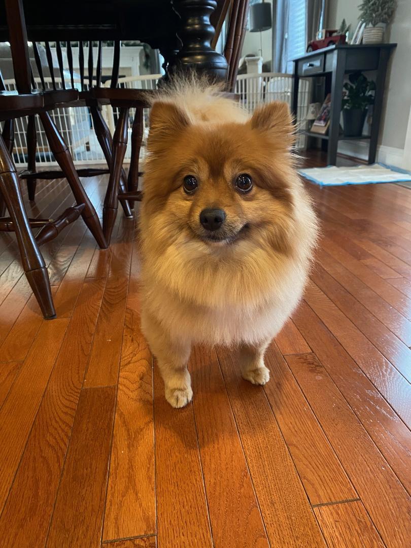 Enlarge Rudy, a ADOPTABLE Pomeranian in Prince Frederick, MD image 4/4