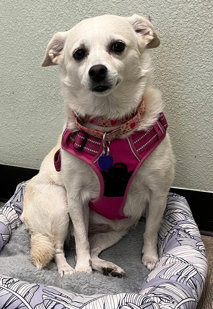 Luna, a Adoptable mixed breed in Lake Forest, CA image 1/2