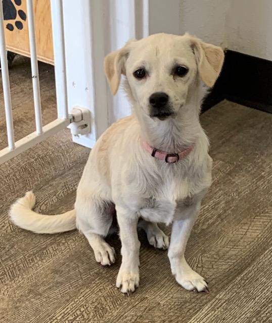Luna, a Adoptable mixed breed in Lake Forest, CA image 2/2