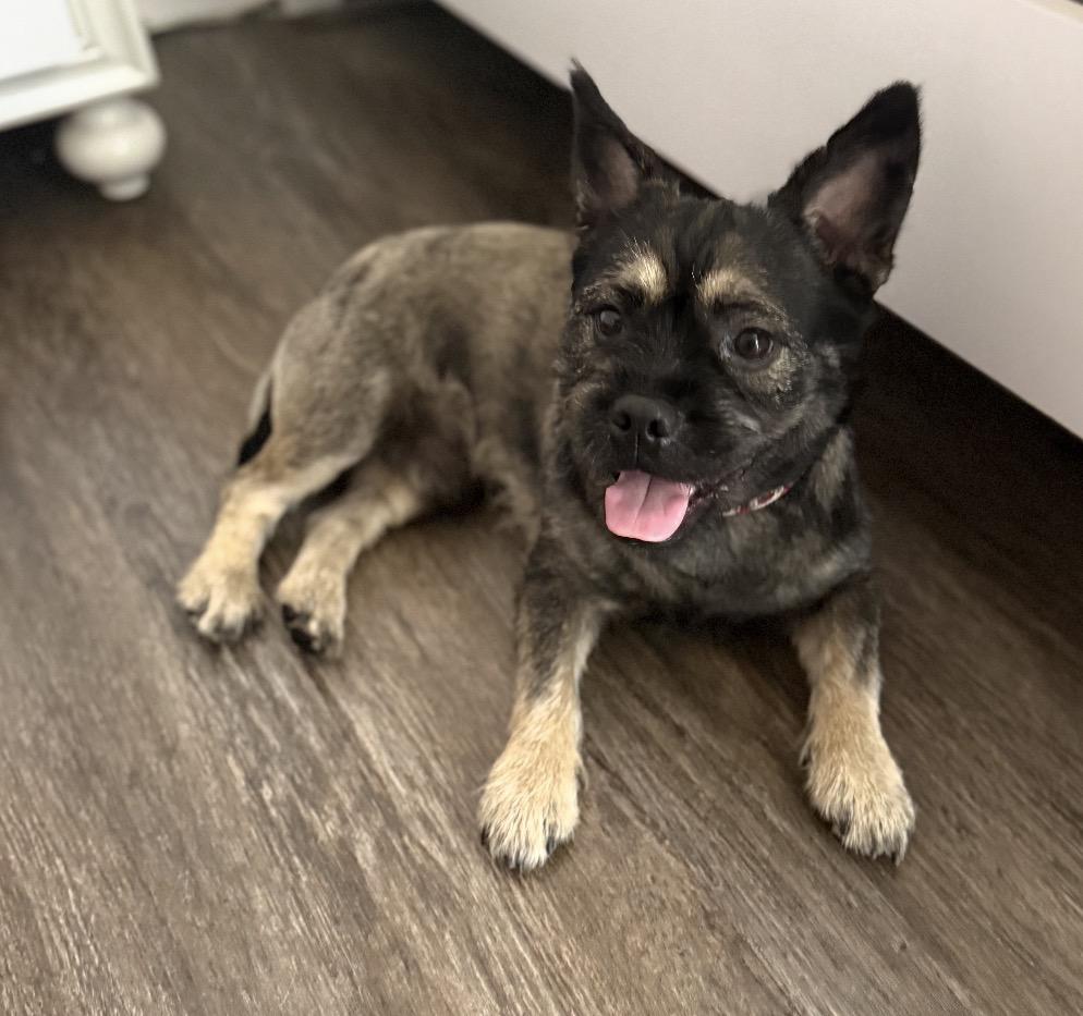 Enlarge Charlie, an adopted mixed breed in Palm springs, FL image 1/1
