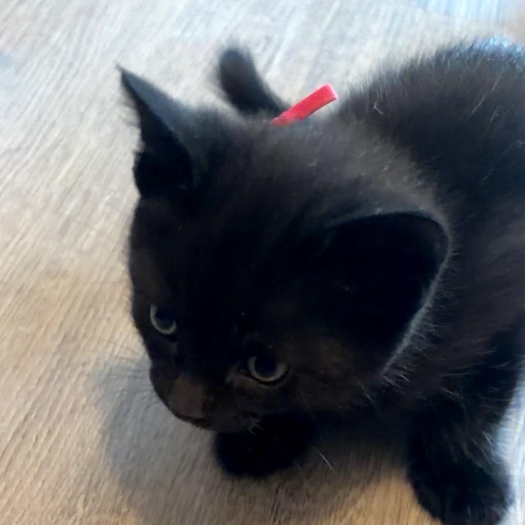 Artemis, Adoptable, Kitten Female Domestic Short Hair.