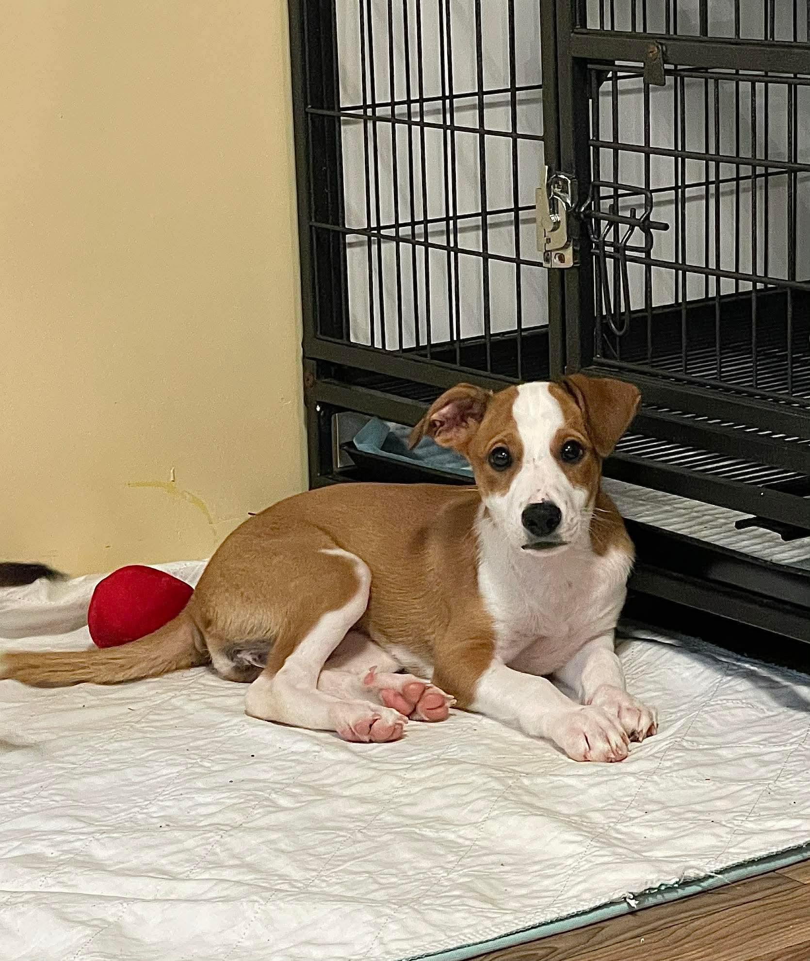 Marigold, adopted, Puppy Male Mixed Breed.