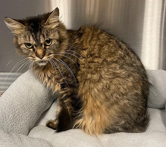 Enlarge Katniss, a Adoptable Domestic Long Hair in Prudenville, MI image 1/1