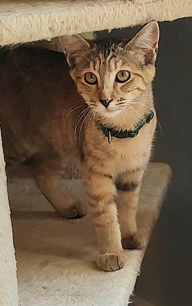 Windsor, an adoptable Dilute Tortoiseshell, Domestic Short Hair in Pasco, WA, 99301 | Photo Image 5