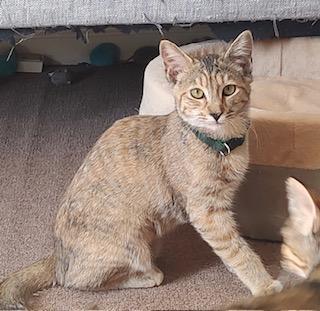 Windsor, an adoptable Dilute Tortoiseshell, Domestic Short Hair in Pasco, WA, 99301 | Photo Image 1