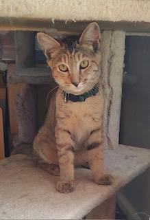 Windsor, an adoptable Dilute Tortoiseshell, Domestic Short Hair in Pasco, WA, 99301 | Photo Image 6