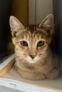 Windsor, an adoptable Dilute Tortoiseshell, Domestic Short Hair in Pasco, WA, 99301 | Photo Image 3