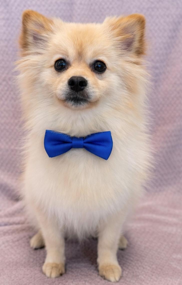 Enlarge Jackson, a ADOPTABLE Pomeranian in Lodi, CA image 4/5