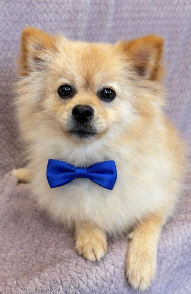 Enlarge Jackson, a ADOPTABLE Pomeranian in Lodi, CA image 3/5