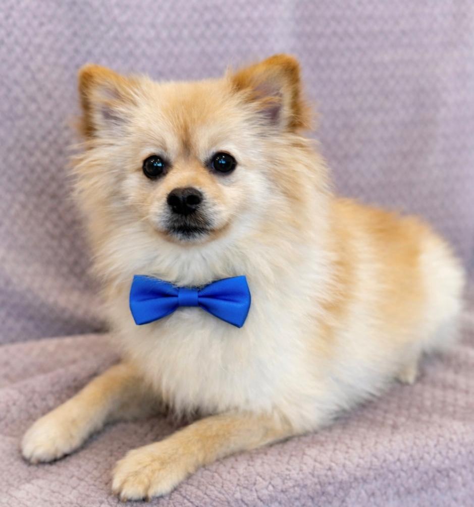 Enlarge Jackson, a ADOPTABLE Pomeranian in Lodi, CA image 1/5