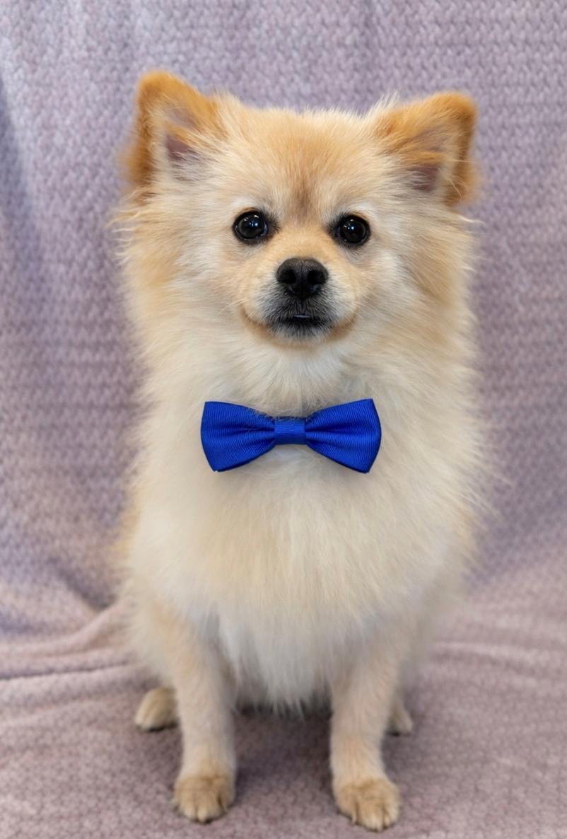 Enlarge Jackson, a ADOPTABLE Pomeranian in Lodi, CA image 5/5