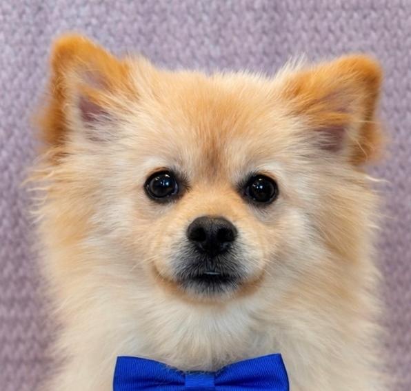 Enlarge Jackson, a ADOPTABLE Pomeranian in Lodi, CA image 2/5