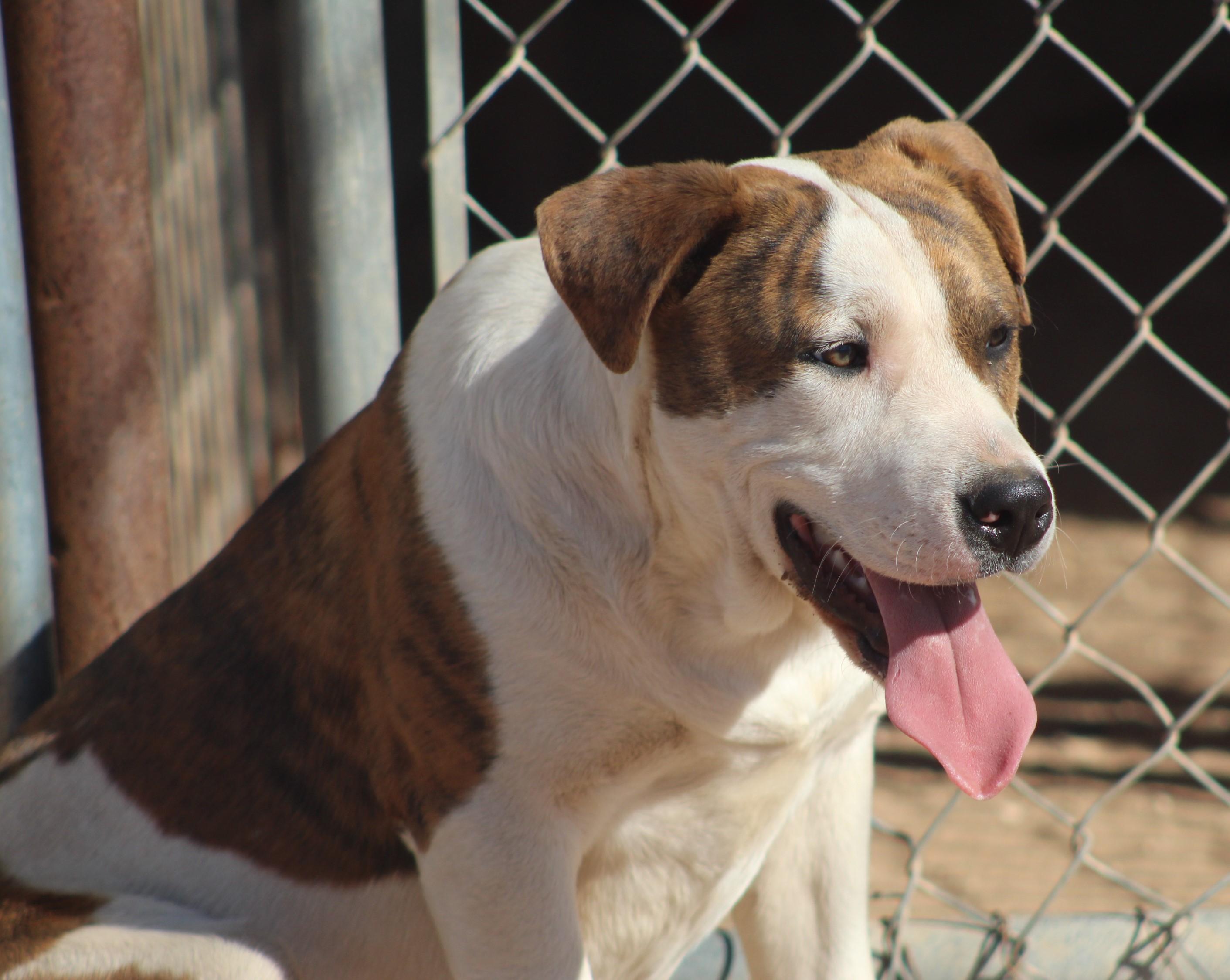 Zack, adoptable, Young Male Mixed Breed.