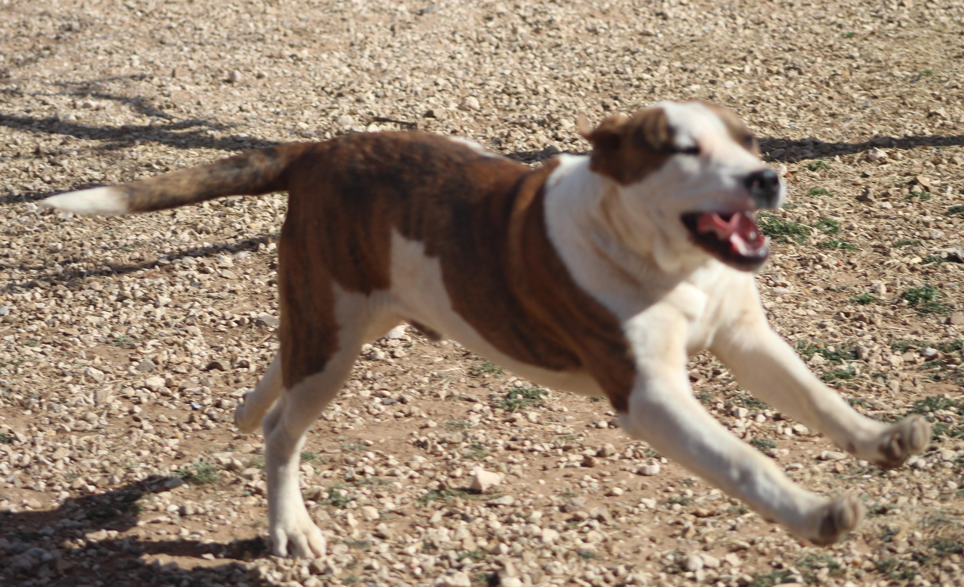 Zack, an adoptable mixed breed in Post, TX image 3/6