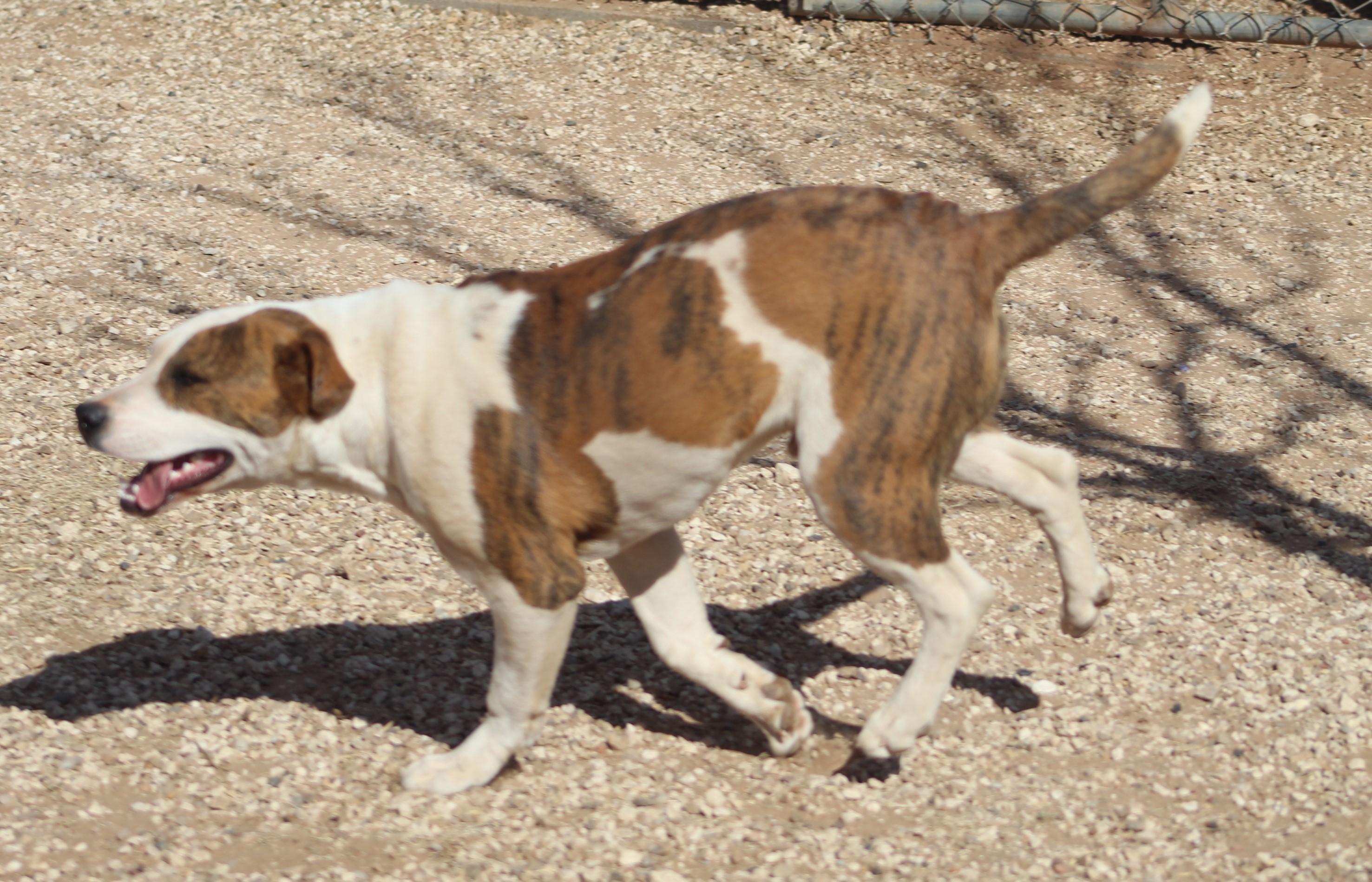 Zack, an adoptable mixed breed in Post, TX image 5/6