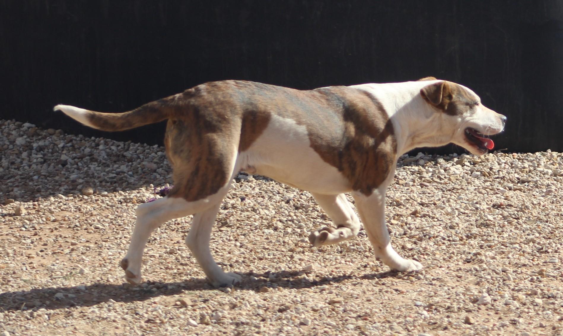 Zack, an adoptable mixed breed in Post, TX image 4/6