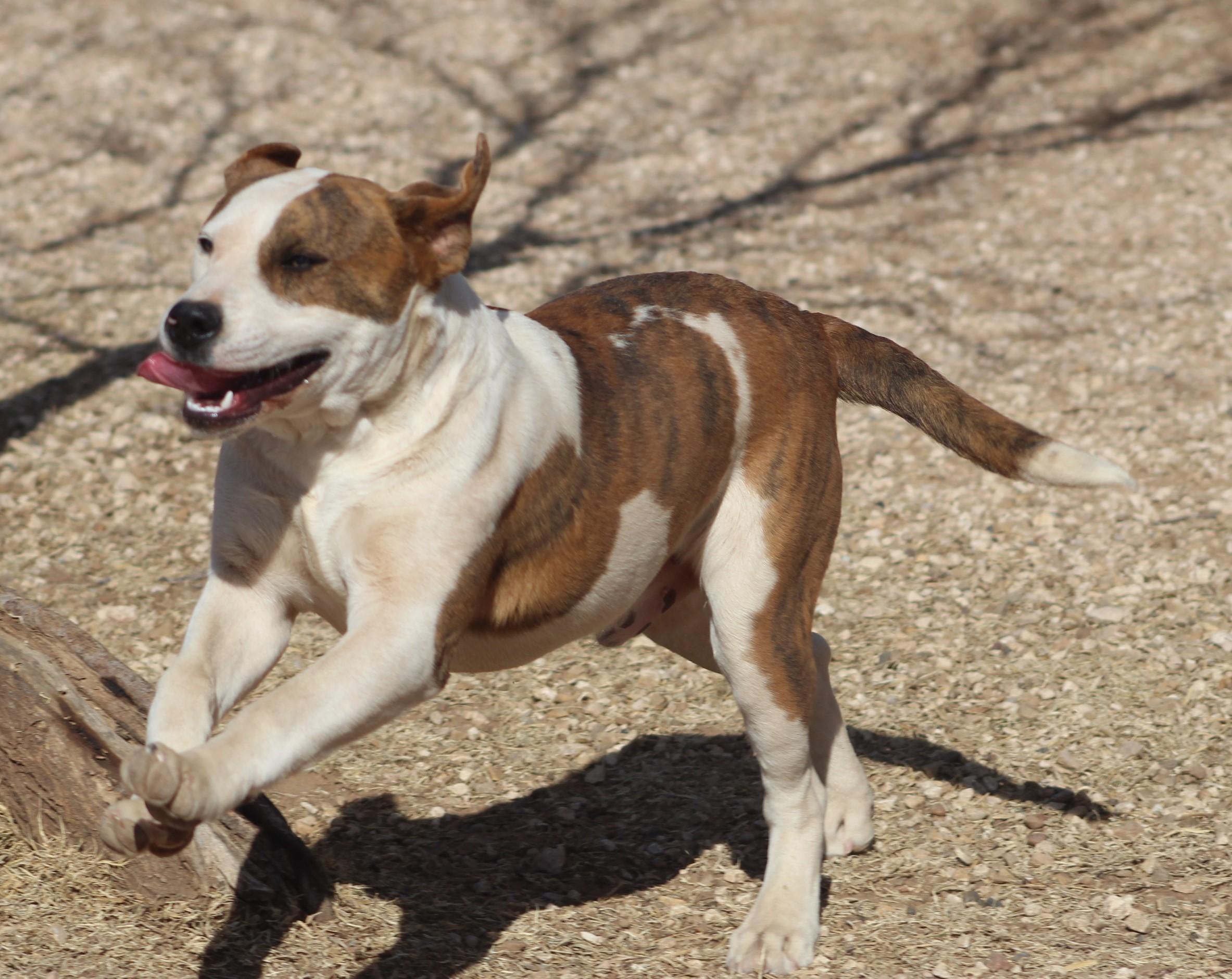 Zack, an adoptable mixed breed in Post, TX image 6/6