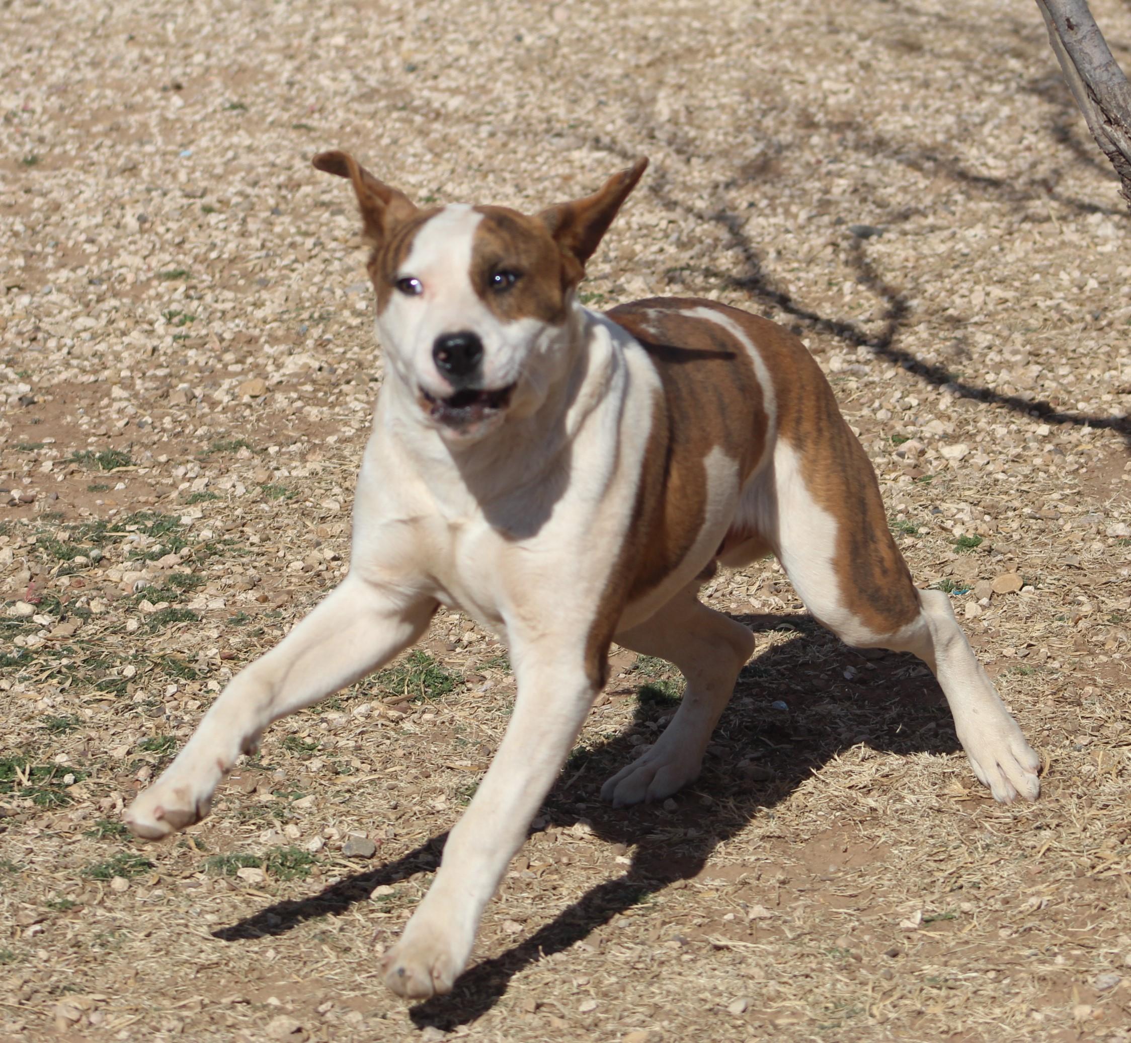 Zack, an adoptable mixed breed in Post, TX image 2/6
