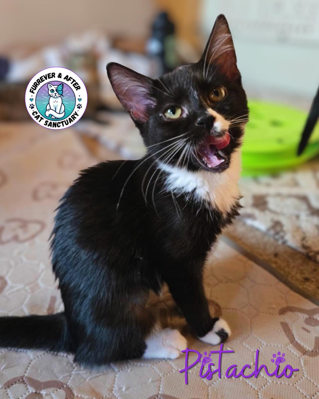 Pistachio, ADOPTABLE, Kitten Female Domestic Short Hair.
