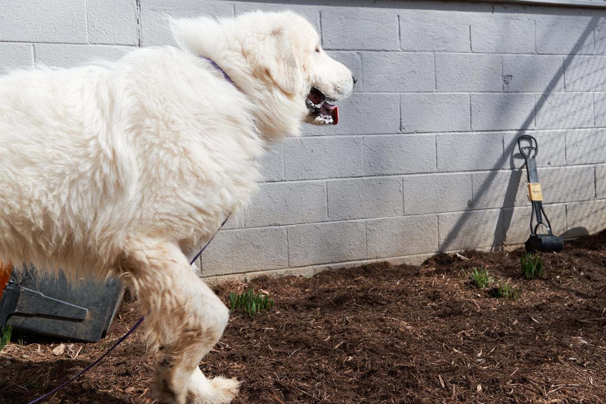 Enlarge Snoopy, an adopted Great Pyrenees in Floyd, VA image 5/6