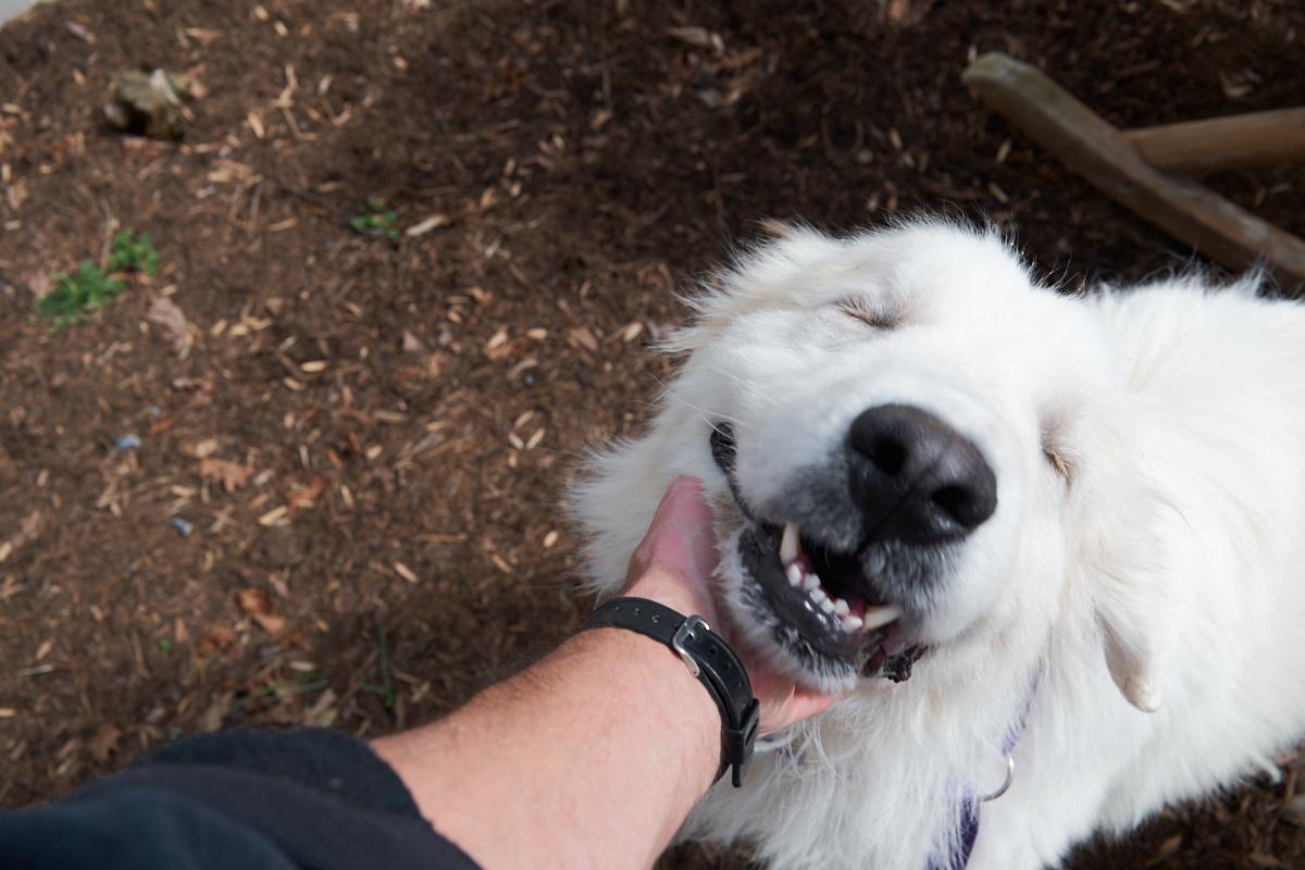 Enlarge Snoopy, an adopted Great Pyrenees in Floyd, VA image 2/6