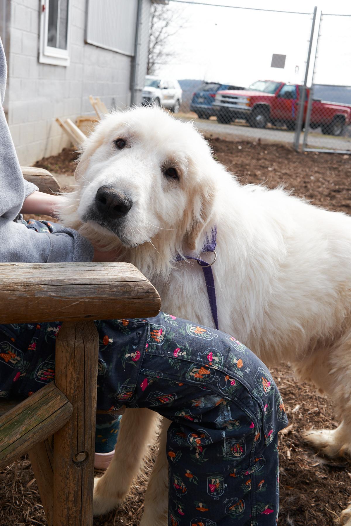 Enlarge Snoopy, an adopted Great Pyrenees in Floyd, VA image 6/6