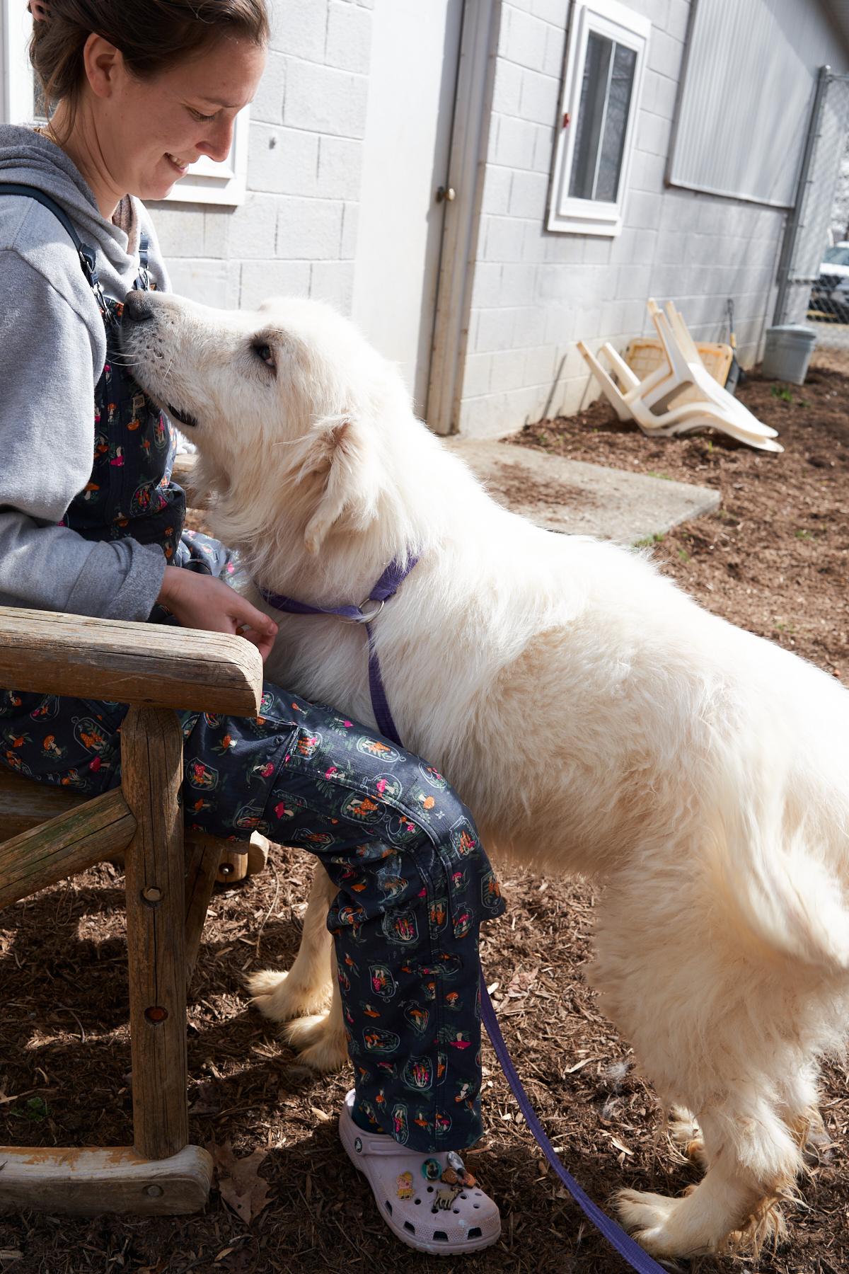 Enlarge Snoopy, an adopted Great Pyrenees in Floyd, VA image 3/6