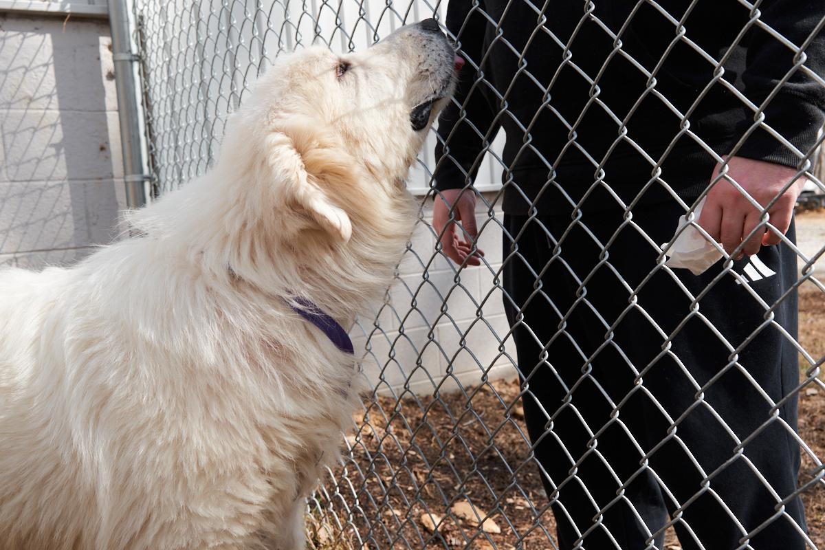 Enlarge Snoopy, an adopted Great Pyrenees in Floyd, VA image 4/6