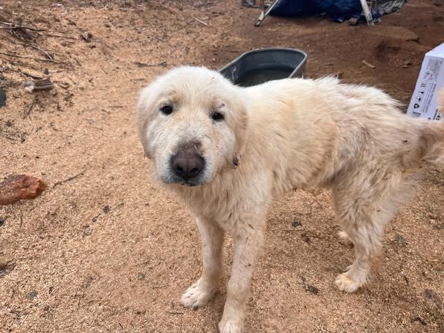 Snoopy, ADOPTABLE, Adult Male Great Pyrenees.