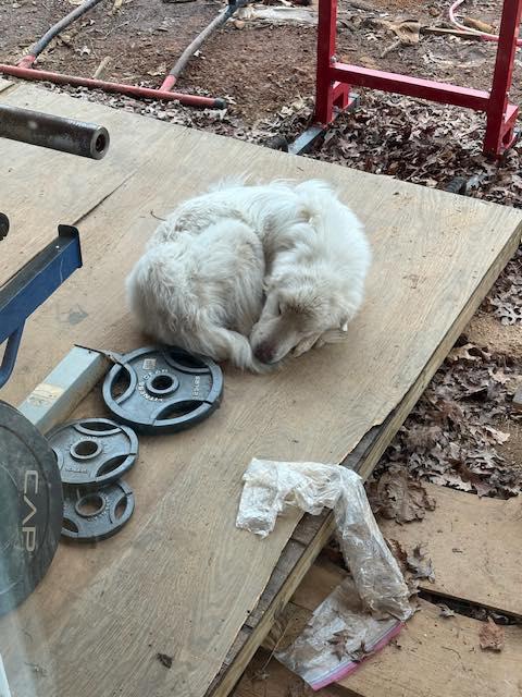 Enlarge Snoopy, a ADOPTABLE Great Pyrenees in Floyd, VA image 4/4