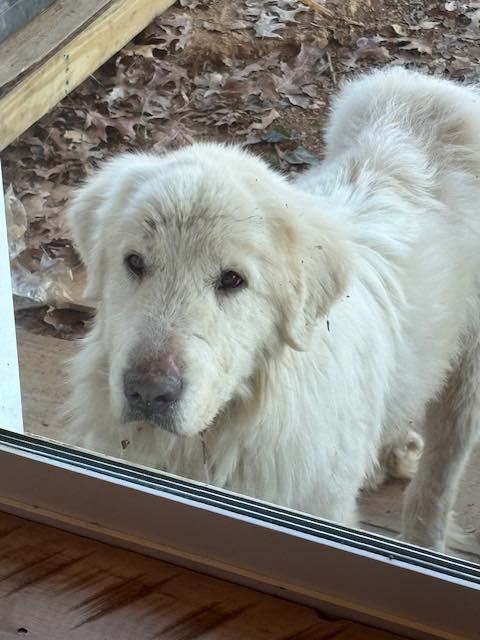 Enlarge Snoopy, a ADOPTABLE Great Pyrenees in Floyd, VA image 2/4