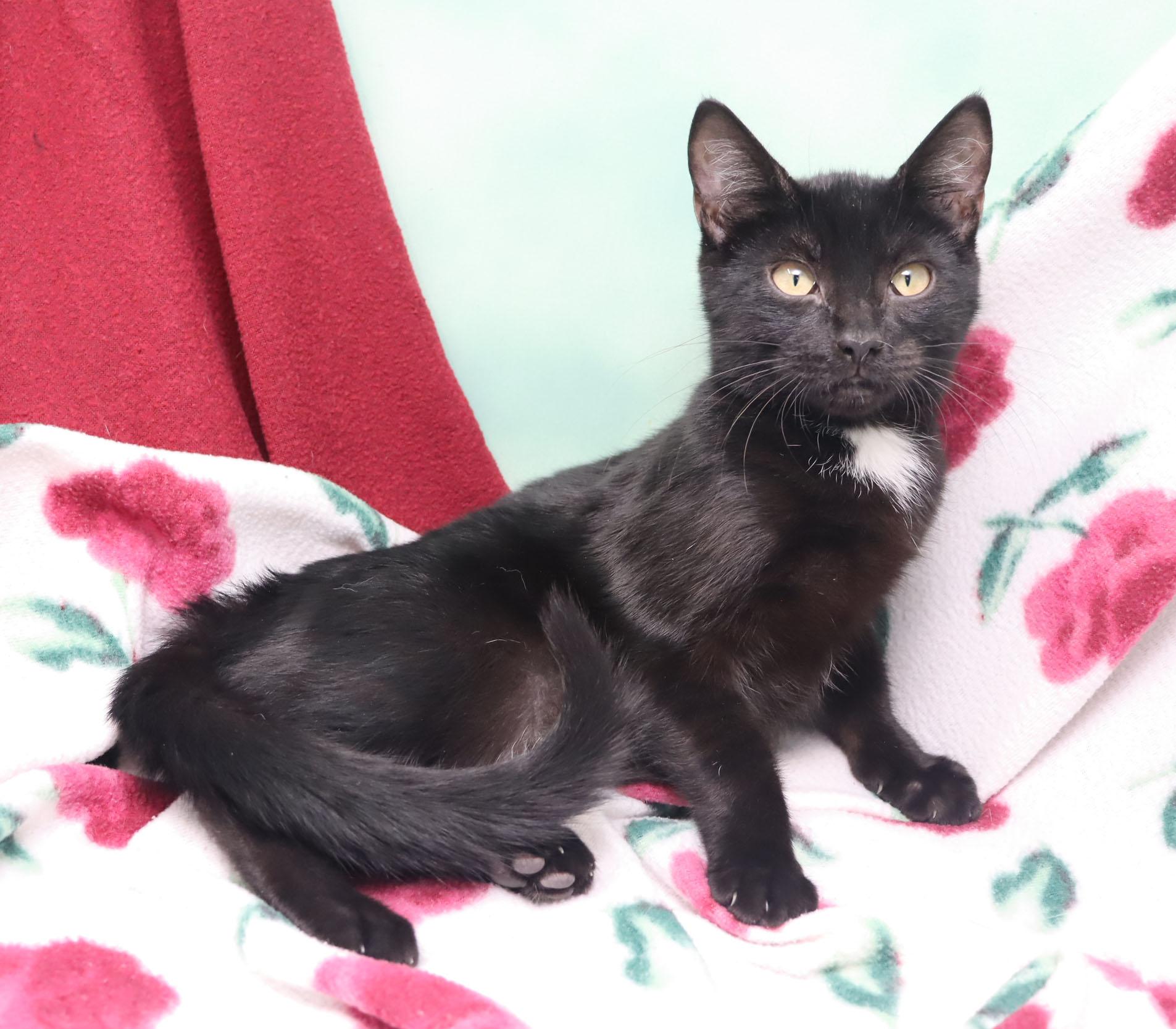 Enlarge Ramblin Rose, a Adopted Domestic Short Hair in Tierra Verde, FL image 2/3