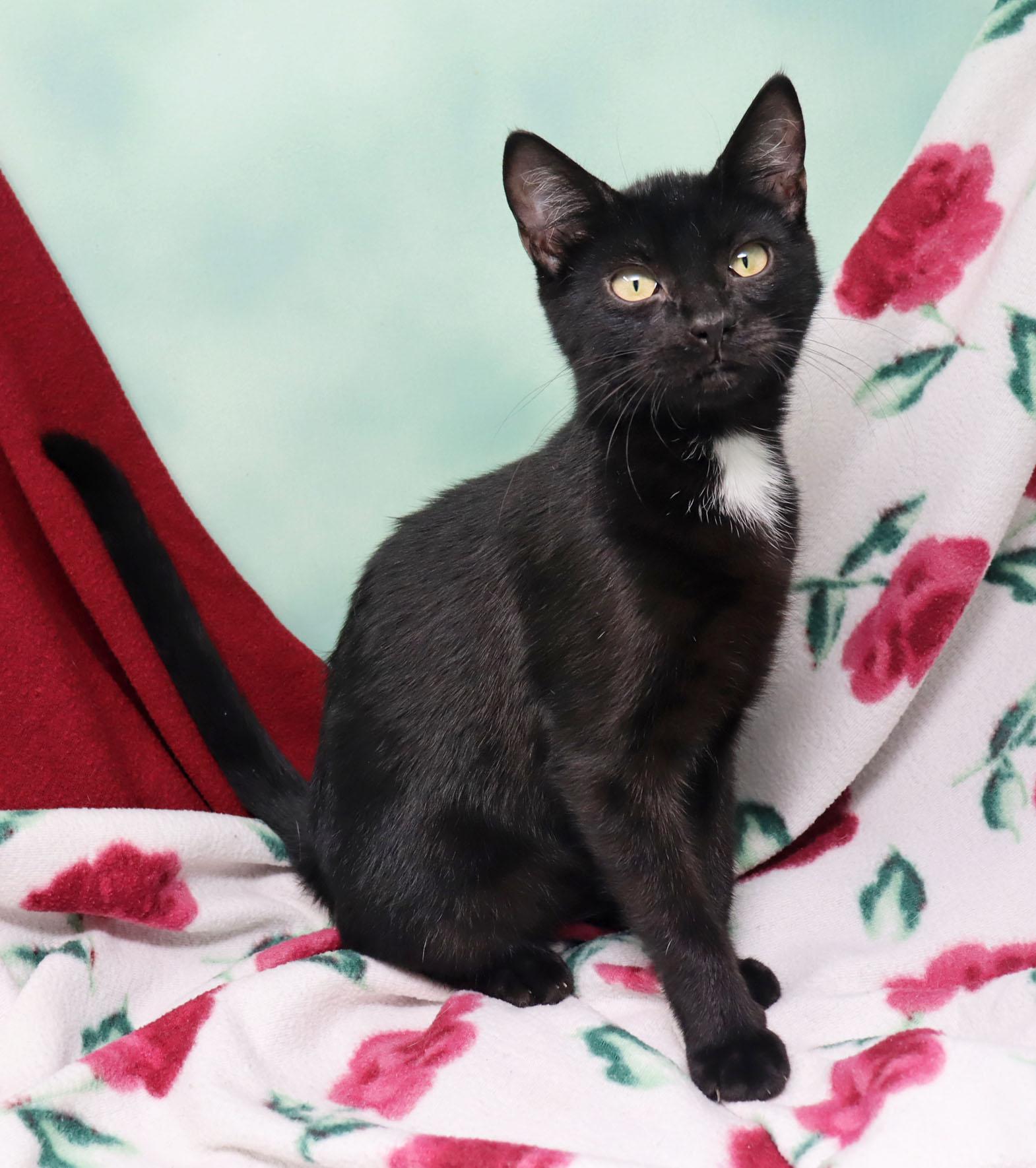 Enlarge Ramblin Rose, a Adopted Domestic Short Hair in Tierra Verde, FL image 3/3