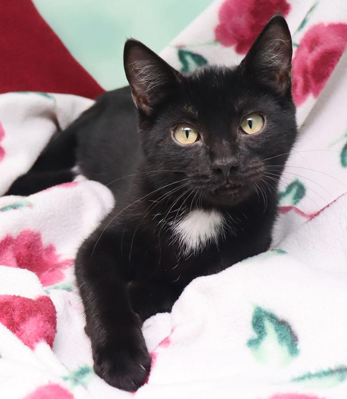 Ramblin Rose, Adopted, Young Female Domestic Short Hair.