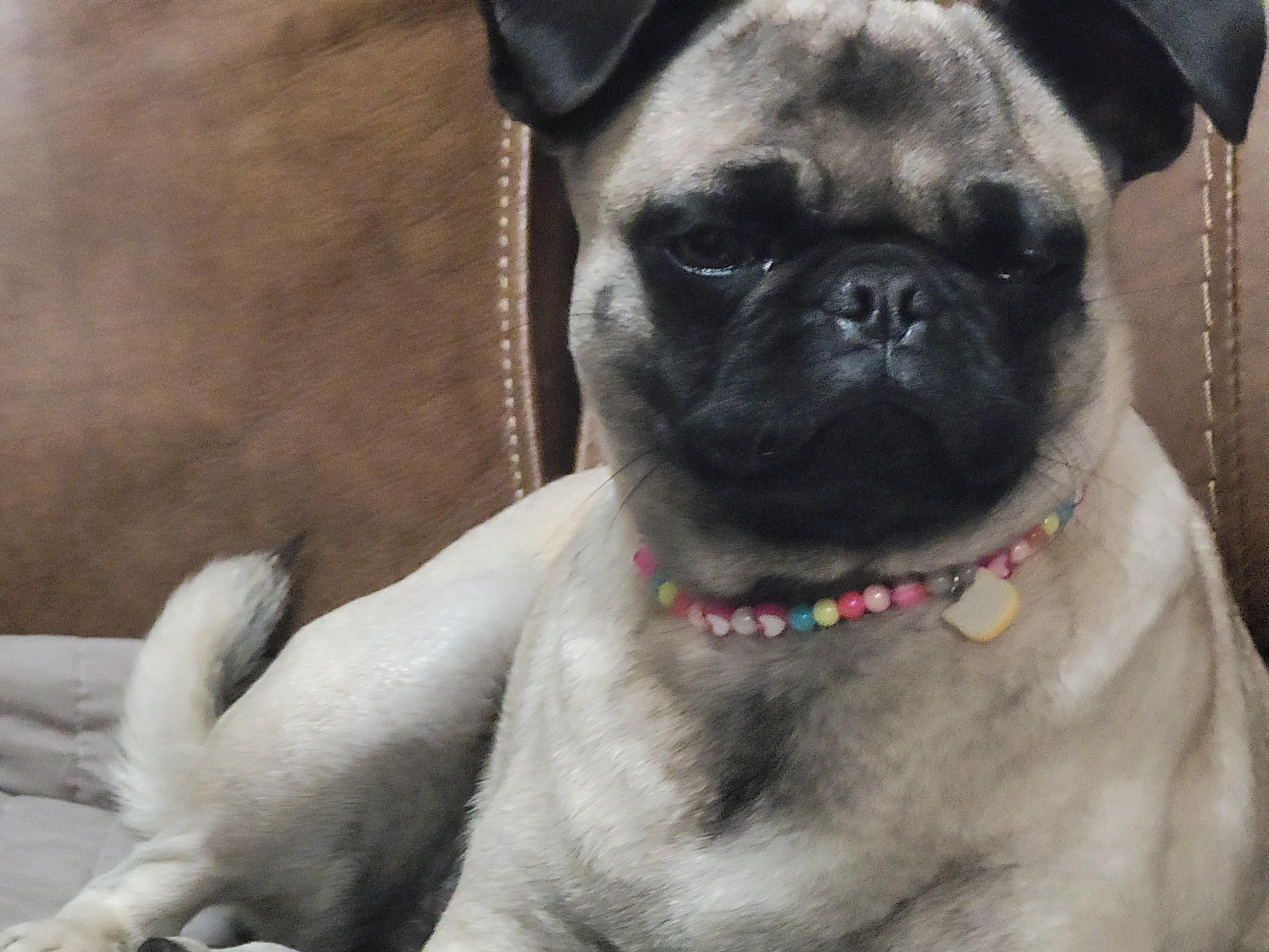 Paige, a Adoptable Pug in Austin, TX image 2/3