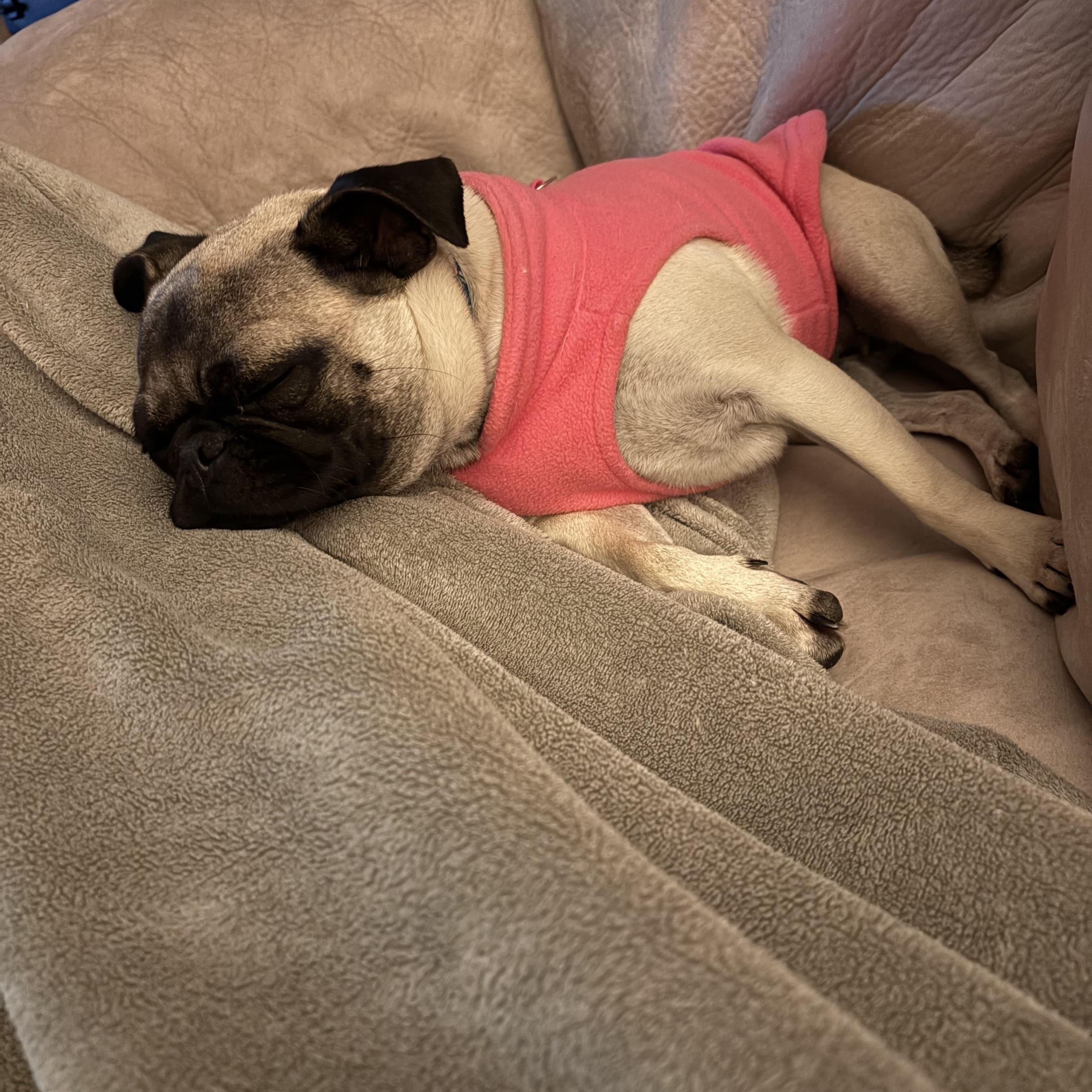 Paige, a Adoptable Pug in Austin, TX image 3/3