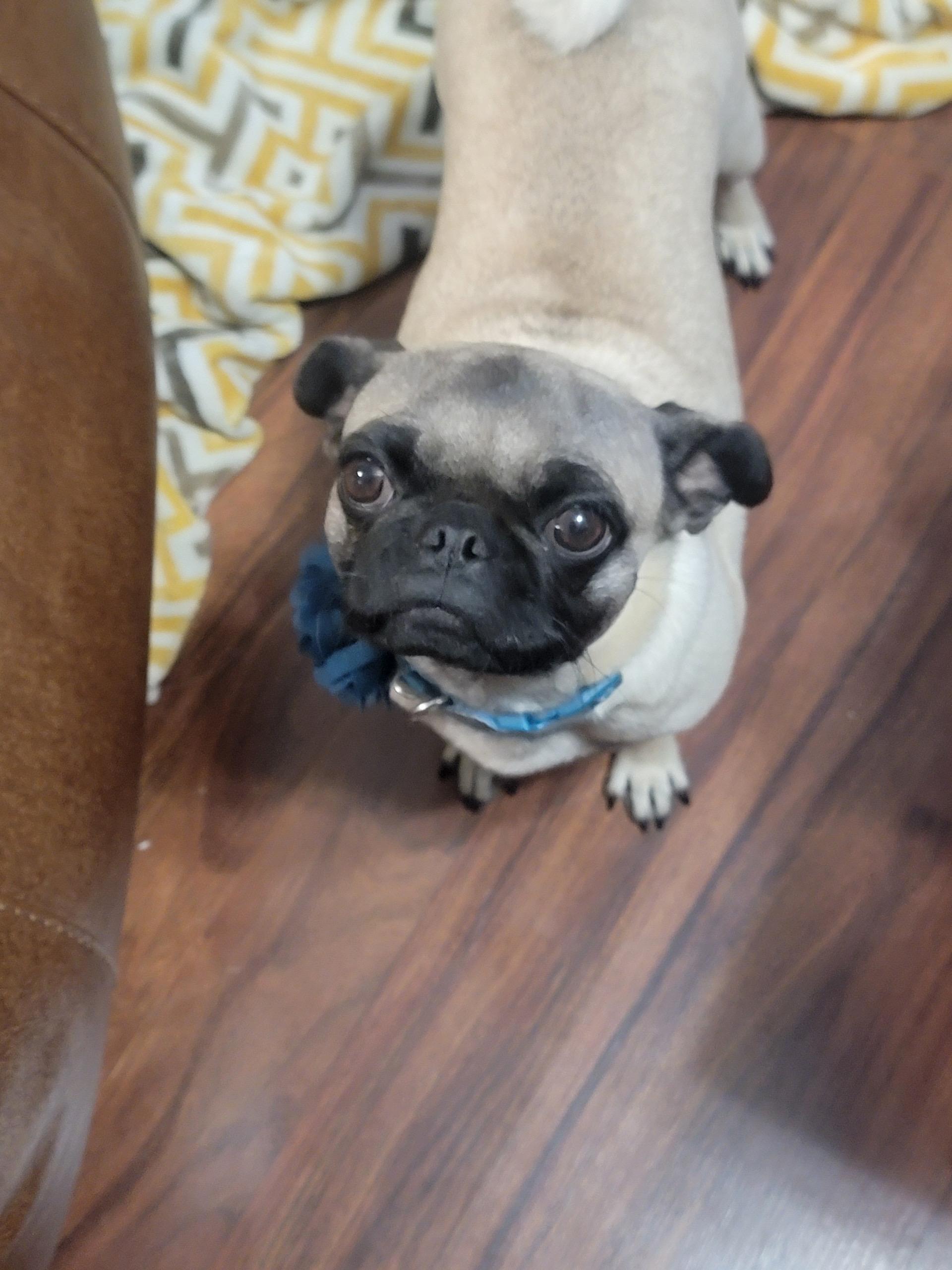 Paige, a Adoptable Pug in Austin, TX image 1/3