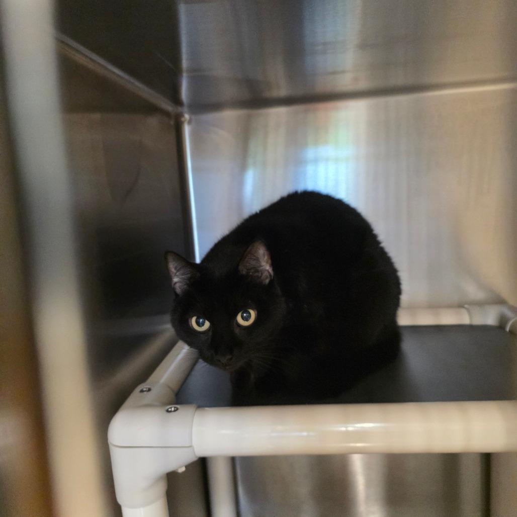 Beautiful, Adoptable, Senior Female Domestic Short Hair.