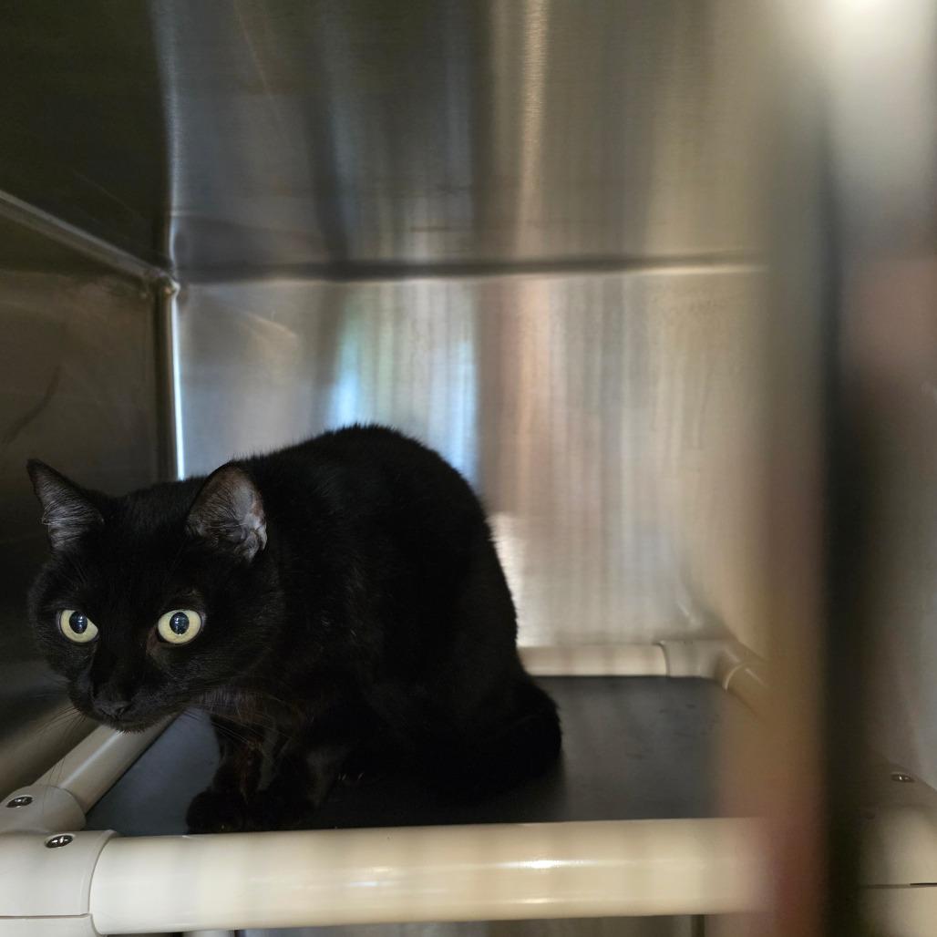 Enlarge Beautiful, a Adoptable Domestic Short Hair in Sand Springs, OK image 2/2