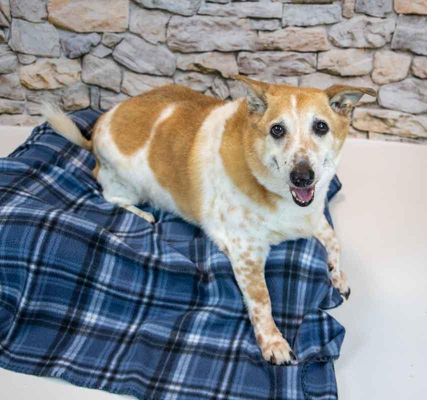 Enlarge Boo, a Adoptable mixed breed in Kennesaw, GA image 2/6