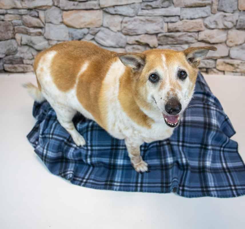 Enlarge Boo, a Adoptable mixed breed in Kennesaw, GA image 3/6