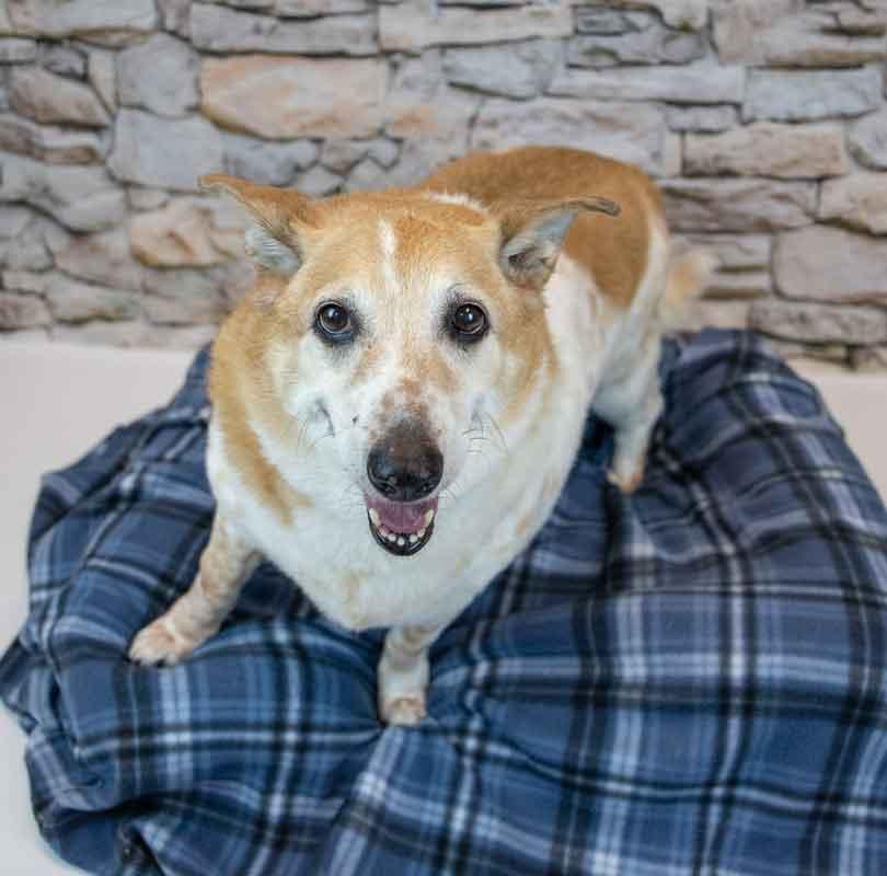 Enlarge Boo, a Adoptable mixed breed in Kennesaw, GA image 5/6