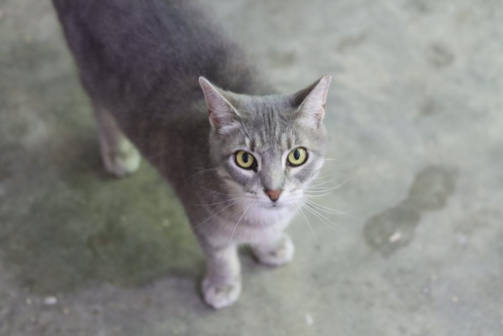 Enlarge Allie, a Adoptable mixed breed in Loveland, OH image 2/3