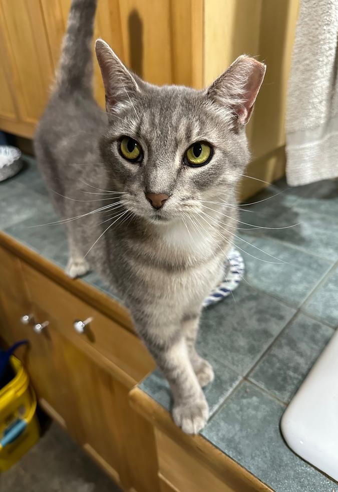 Enlarge Allie, a Adoptable mixed breed in Loveland, OH image 4/4