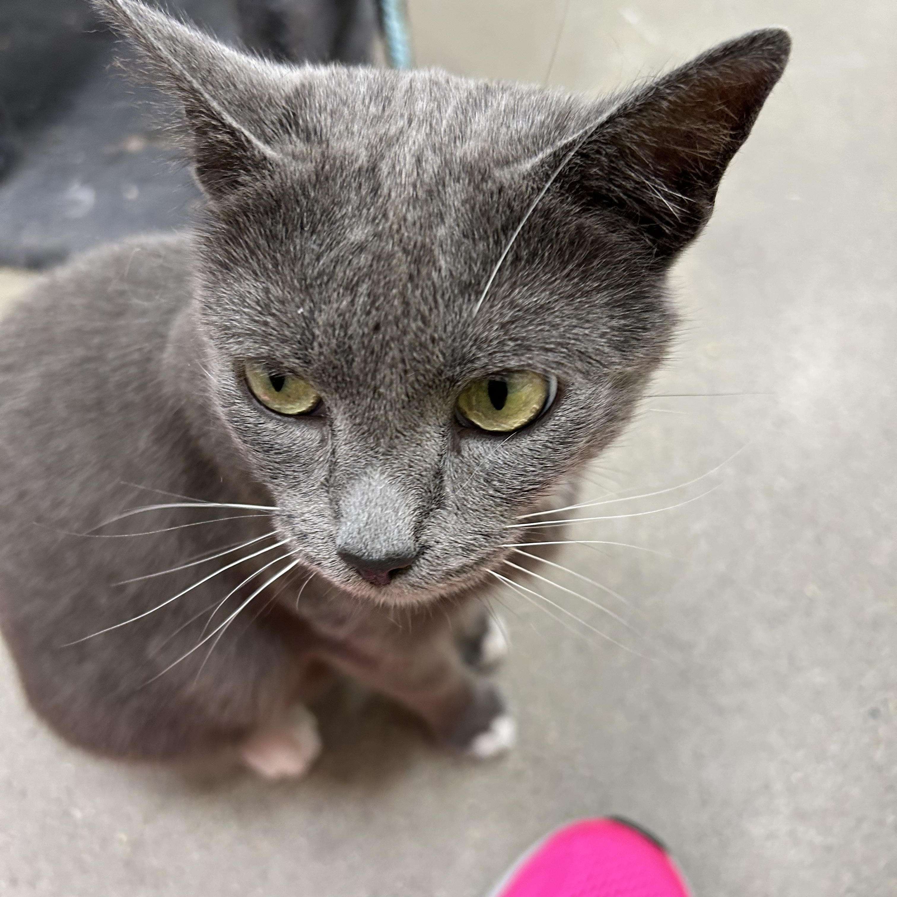 Chance, an adoptable Domestic Short Hair in Fredericton, NB, E3B 1K8 | Photo Image 2