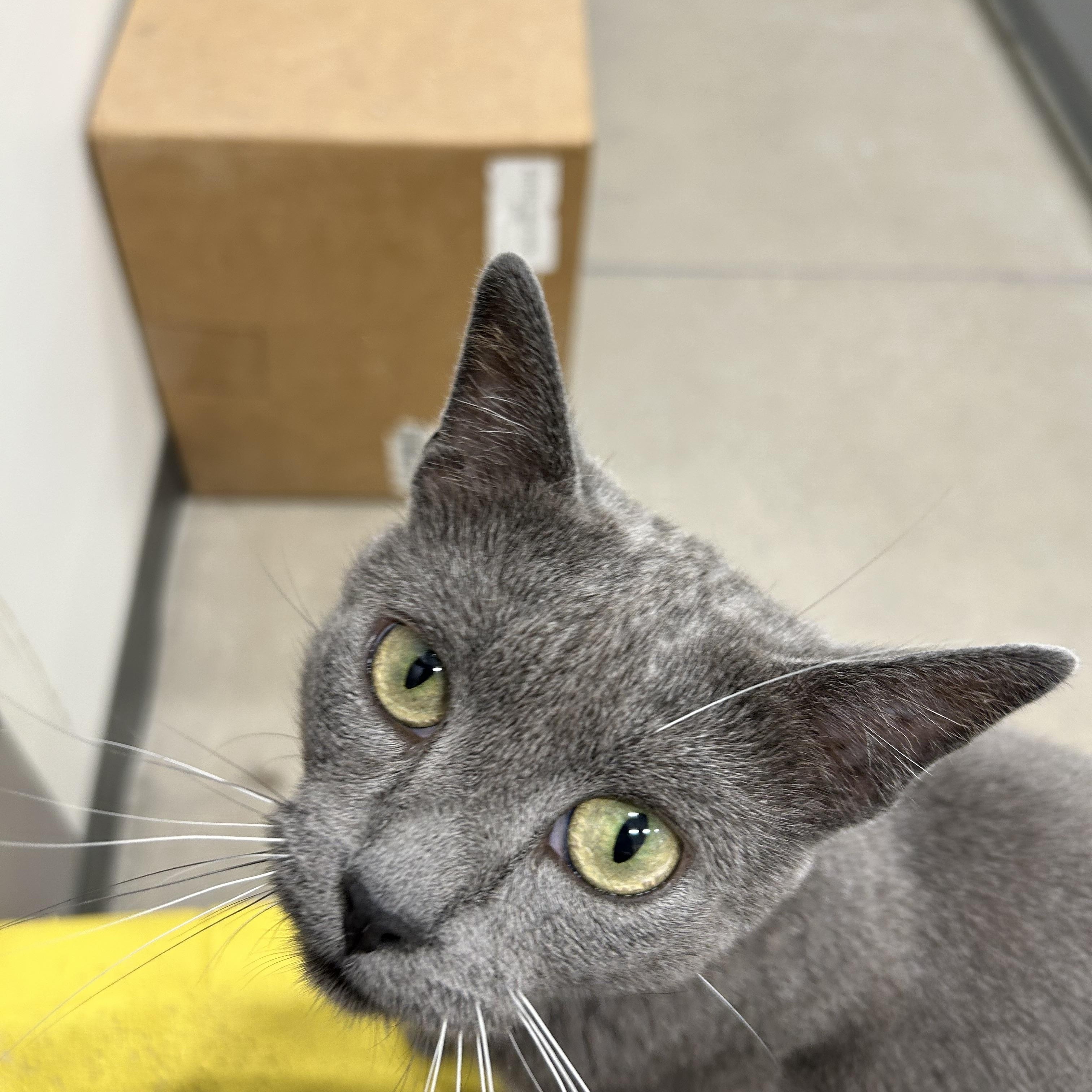 Chance, an adoptable Domestic Short Hair in Fredericton, NB, E3B 1K8 | Photo Image 3