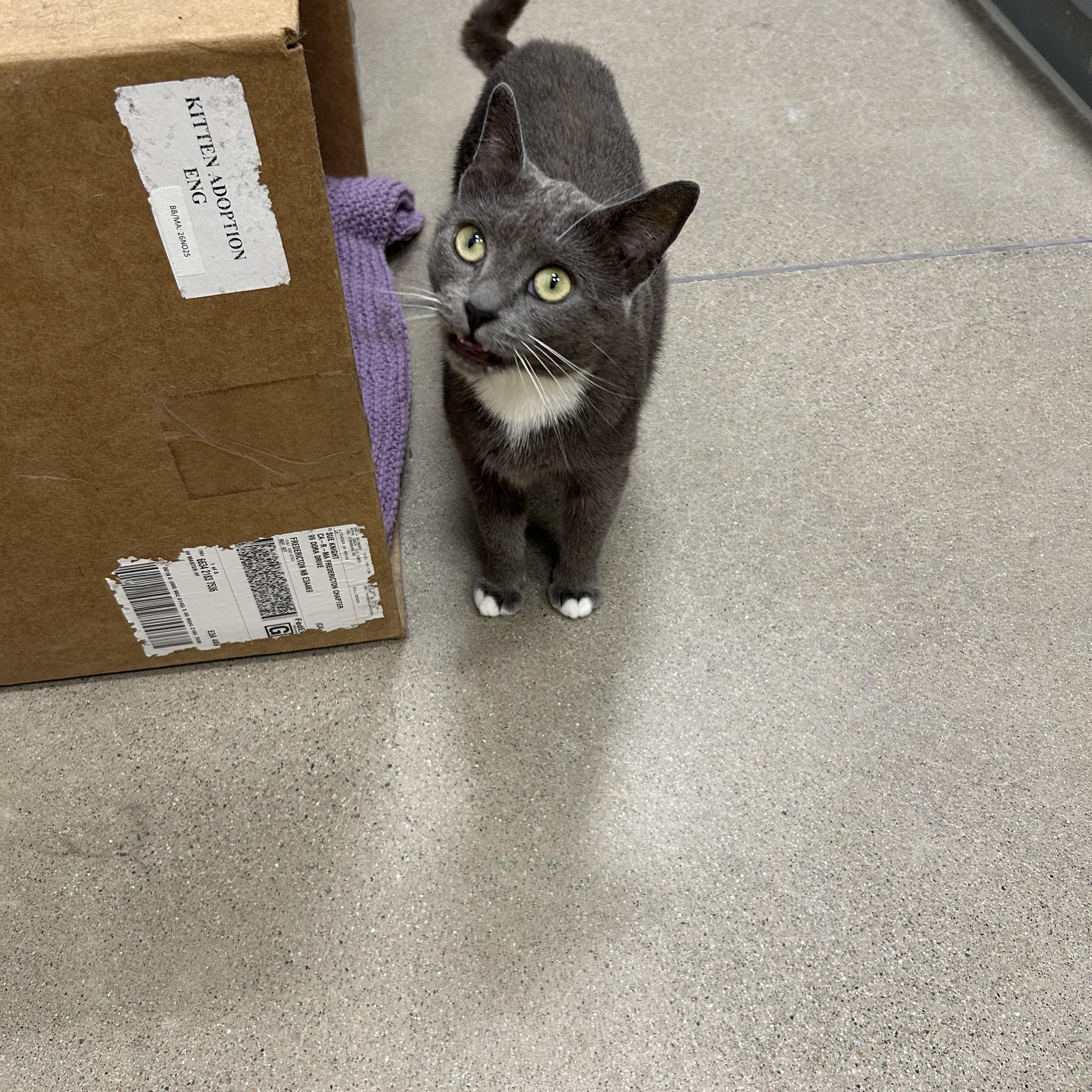 Chance, an adoptable Domestic Short Hair in Fredericton, NB, E3B 1K8 | Photo Image 4