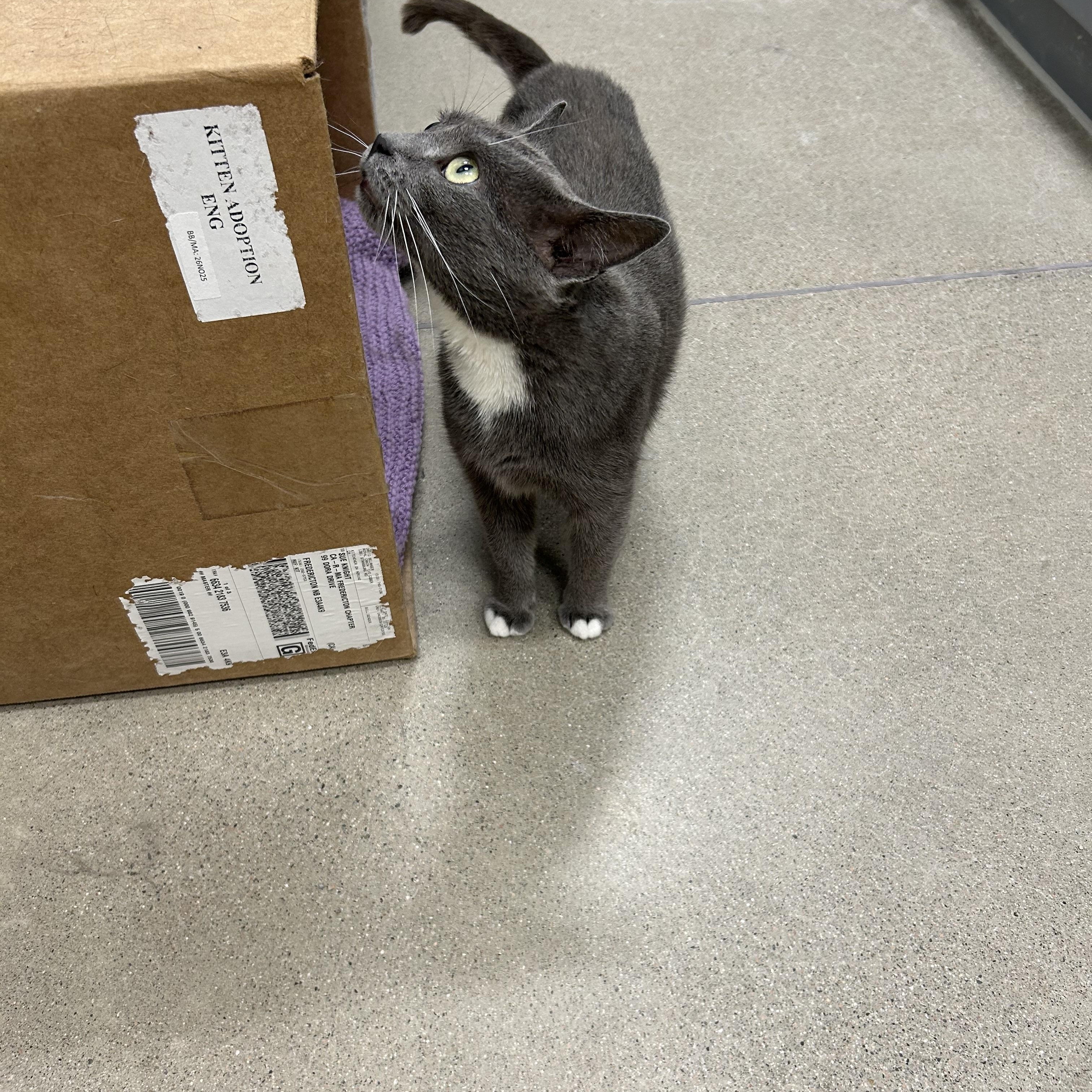 Chance, an adoptable Domestic Short Hair in Fredericton, NB, E3B 1K8 | Photo Image 5