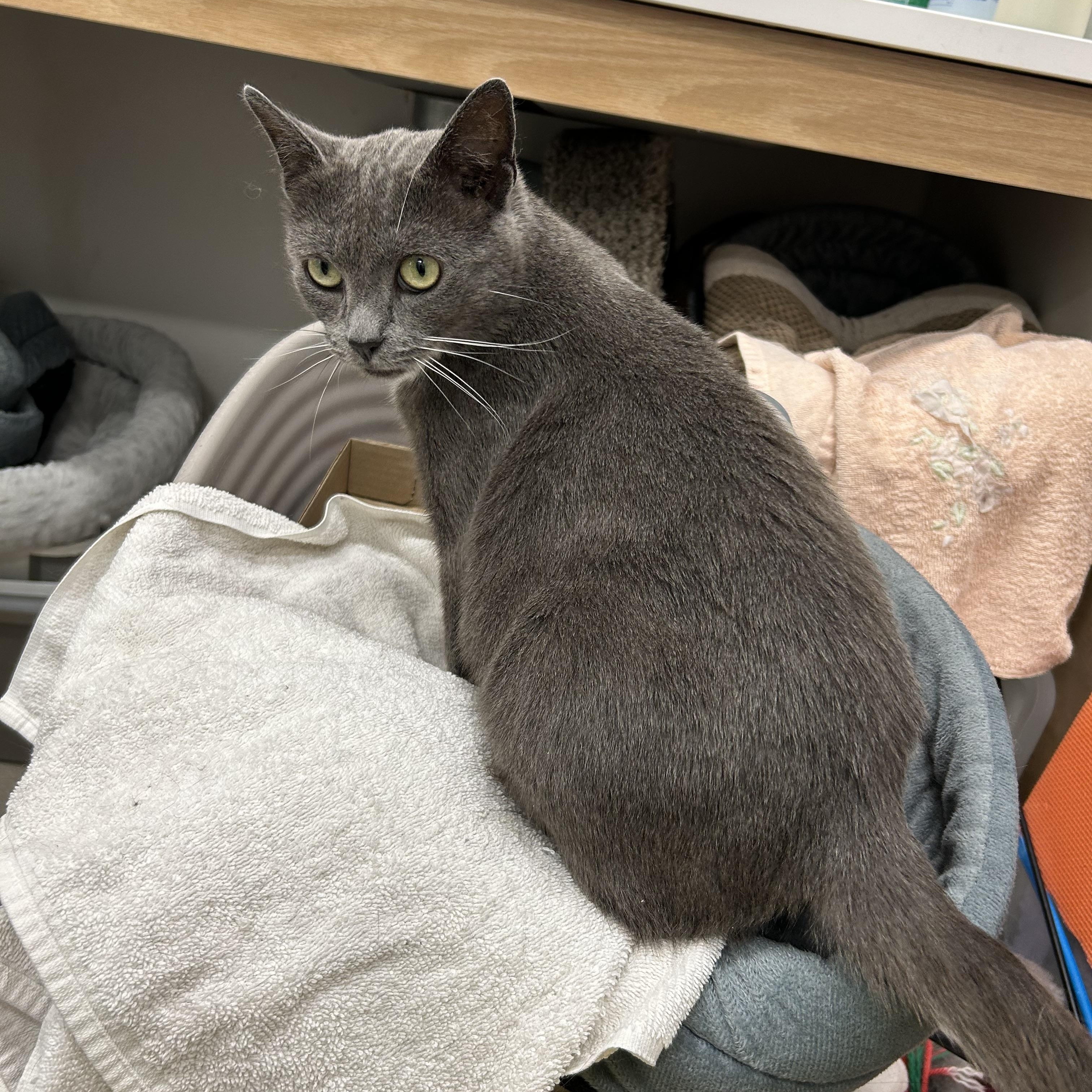 Chance, an adoptable Domestic Short Hair in Fredericton, NB, E3B 1K8 | Photo Image 6